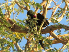 Phoeniculus purpureus angolensis