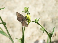 Erynnis marloyi