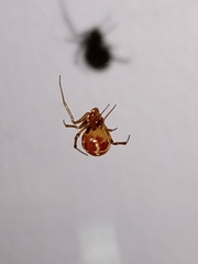 Nihonhimea tesselata