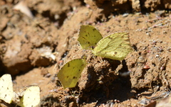 Abaeis salome jamapa