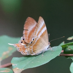 Abisara savitri