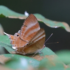 Abisara savitri