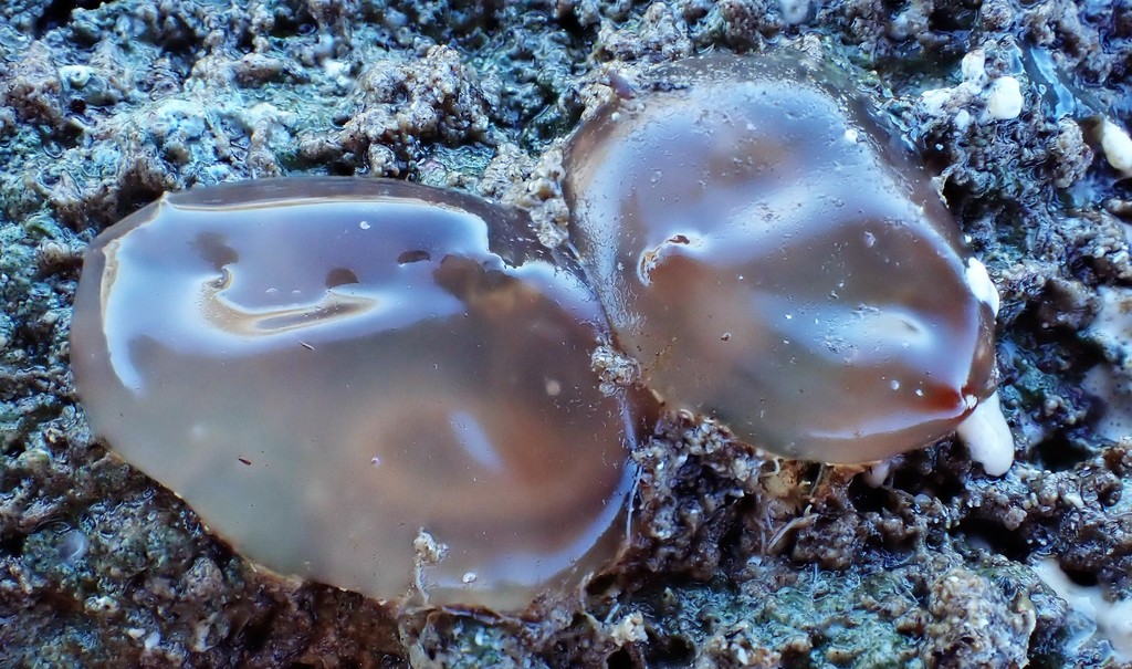 Corellidae