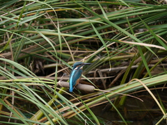 Alcedo atthis
