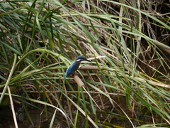 Alcedo atthis