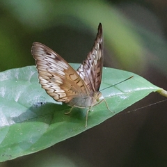 Adoliadini