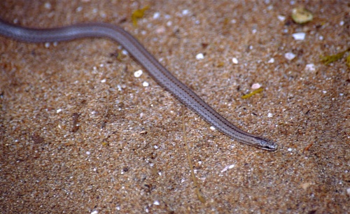 Befandriana Smooth Snake, Liophidium apperti