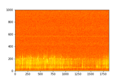 Tadarida brasiliensis