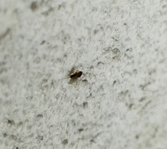 Drosophila funebris