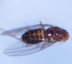 Drosophila funebris