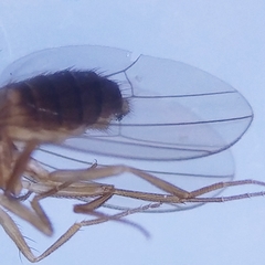Drosophila funebris