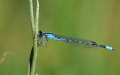 Enallagma praevarum