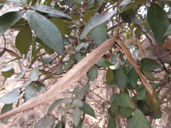 Trachelospermum asiaticum