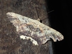 Ruttellerona pallicostaria