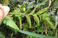 Asplenium lyallii