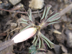 Anemonoides raddeana