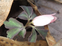 Anemonoides raddeana