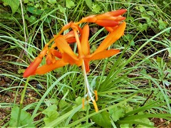 Crocosmia aurea aurea