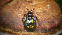 Eumorphus marginatus