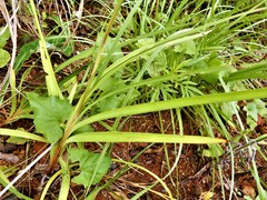 Crocosmia aurea aurea