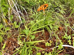 Crocosmia aurea aurea
