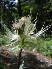 Cirsium obvallatum