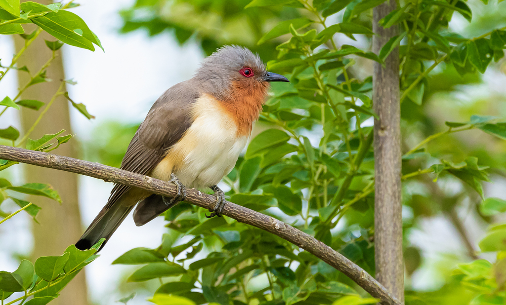 Dwarf Cuckoo photo