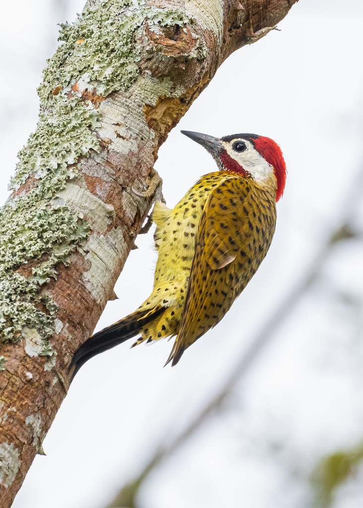 Spot-Breasted Woodpecker