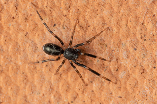 Liophrurillus flavitarsis