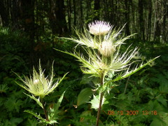 Cirsium obvallatum