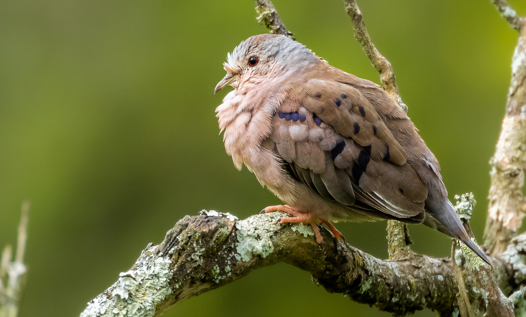 Plain-Breasted Ground Dove