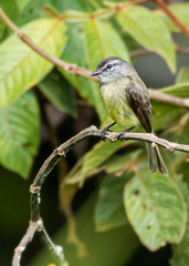 Phyllomyias griseiceps