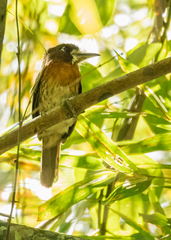 Malacoptila mystacalis