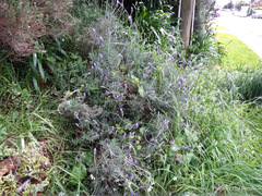 Lavandula angustifolia