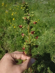 Scrophularia rubricaulis