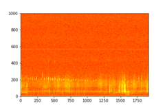 Tadarida brasiliensis