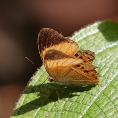 Cirrochroa orissa