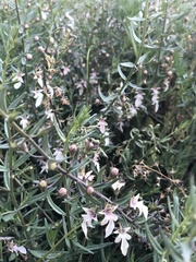 Teucrium glandulosum