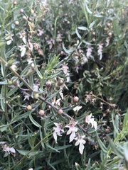 Teucrium glandulosum