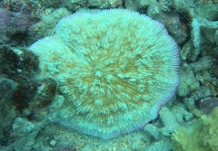 Halomitra pileus