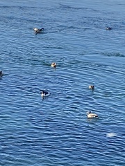 Mergus merganser