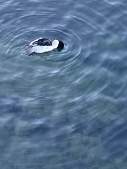 Mergus merganser