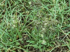 Draba monoensis