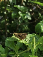 Pelopidas mathias mathias