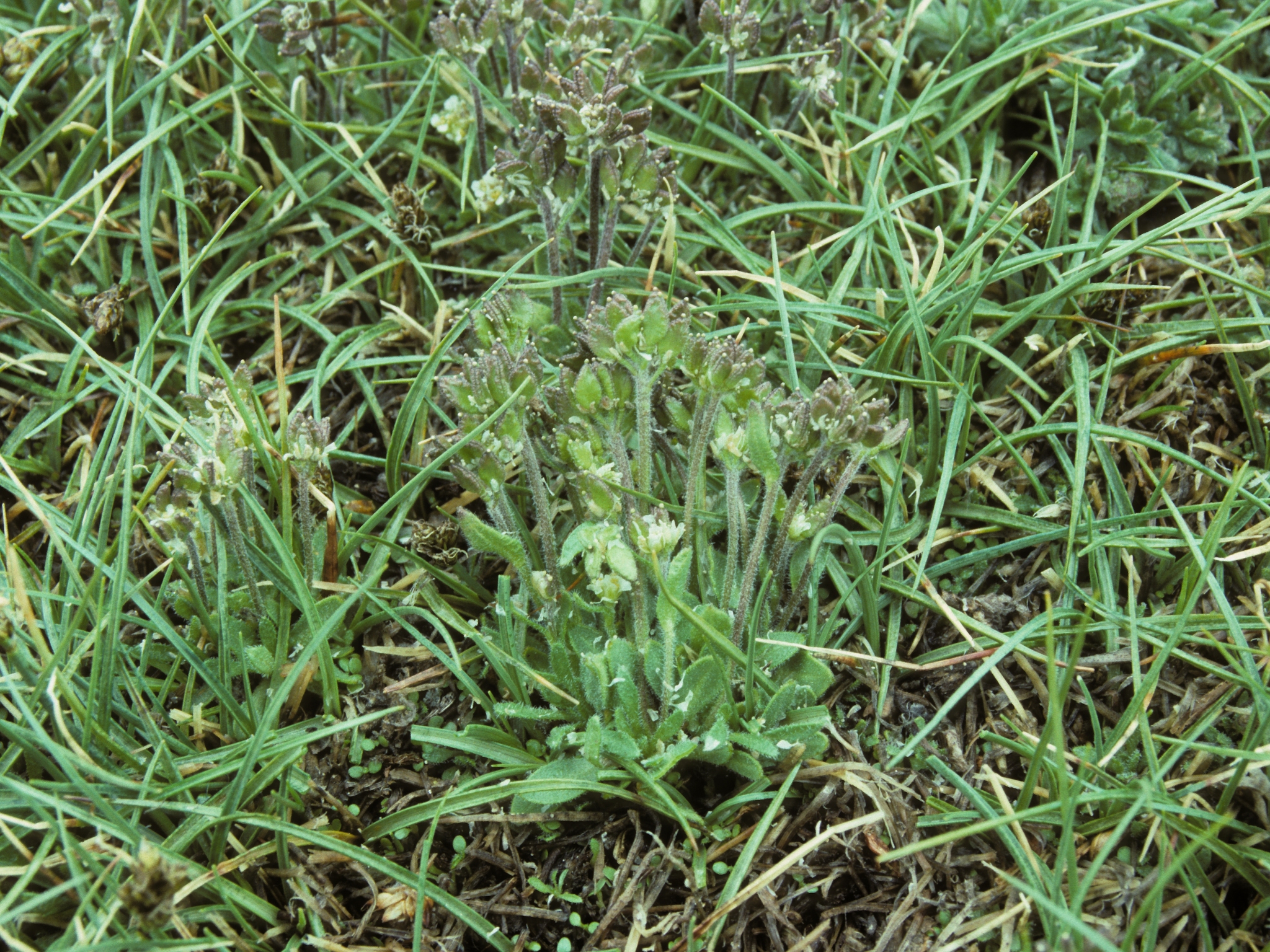 Draba monoensis