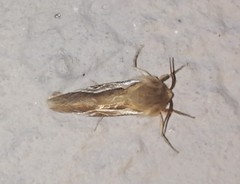Eudalaca rufescens