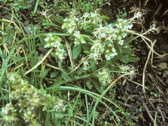Draba monoensis