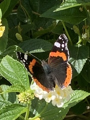 Vanessa atalanta