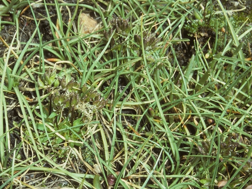 White Mountains draba (Draba monoensis)