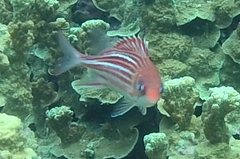 Sargocentron microstoma